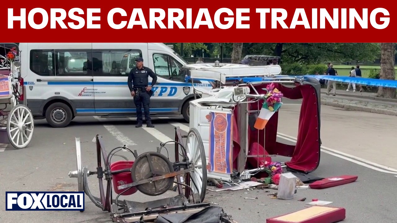Video thumbnail for Horse carriage drivers to take refresher training