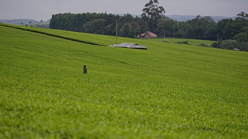 Video thumbnail for Kenyan women's fight for their land rights after death of husbands