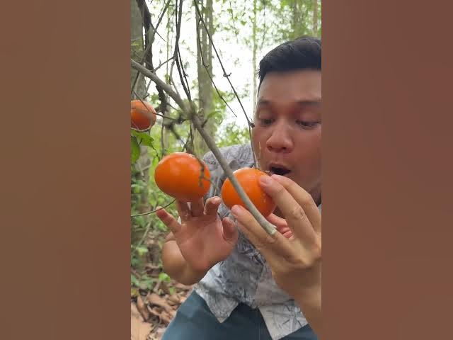 Video thumbnail for Survival Skills Useful and Clever #campinglife #outdoors #skills #forest