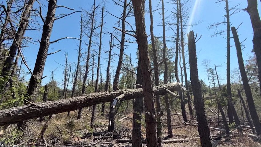 Video thumbnail for Dry weather, invasive southern pine beetle heighten wildfire concerns on Long Island