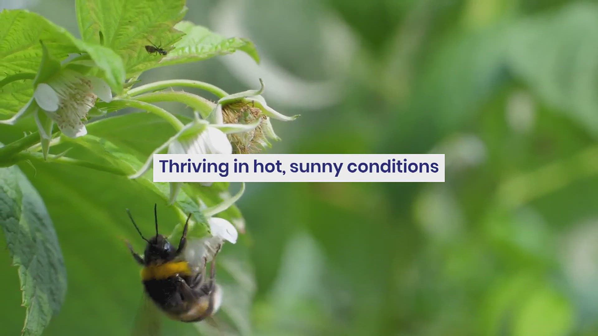 'Video thumbnail for Plants That Resemble Lavender'