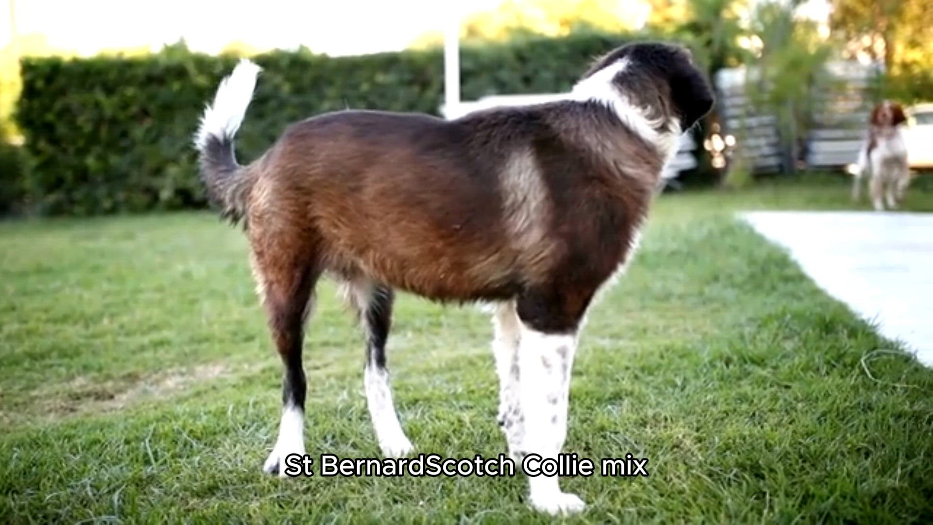 Video thumbnail for The Call of the Wild