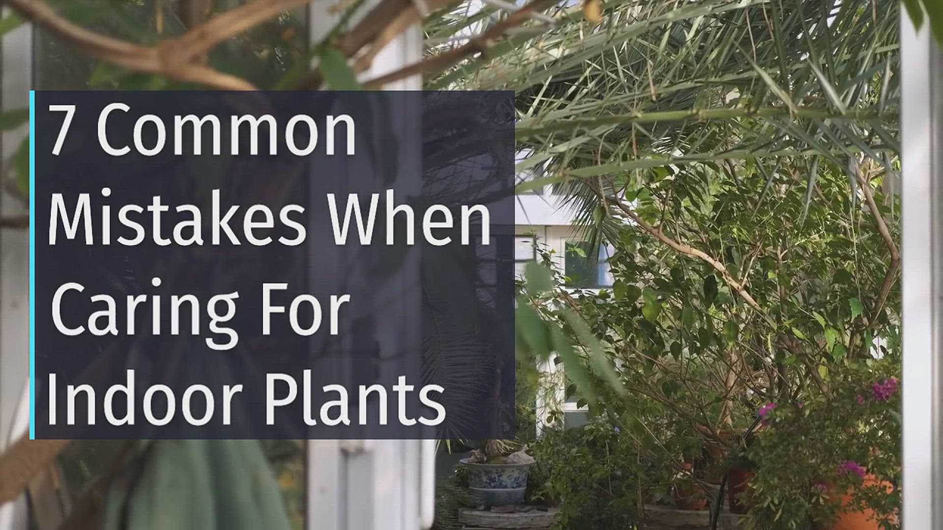 Video thumbnail for 7 Common Mistakes To Avoid When Caring For Indoor Plants