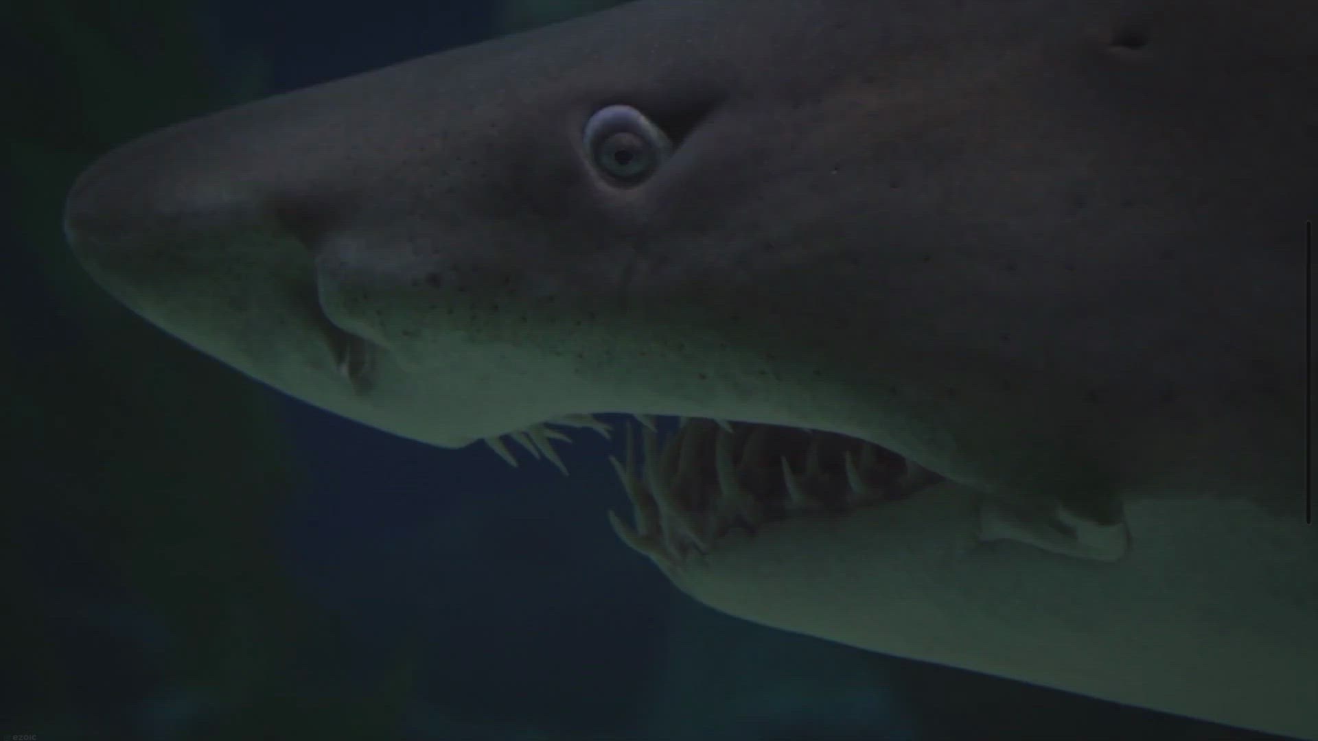 Video thumbnail for 15 Maiores Tubarões Do Mundo