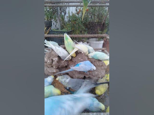 Video thumbnail for 朝のひととき☀️セキセイインコのモーニングVlog🐦