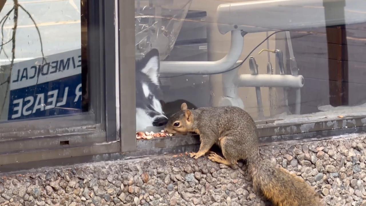 Video thumbnail for Dog Wants the Squirrel So Bad