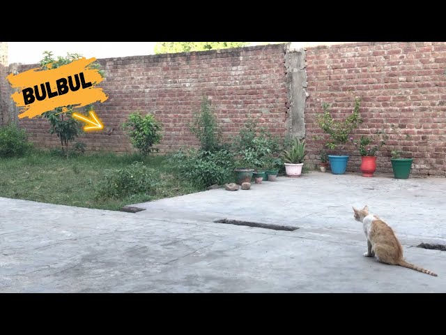 Video thumbnail for Billo trying to catch red vented bulbul