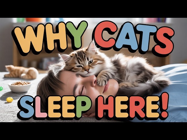 Video thumbnail for Cats Sleeping on You? Here’s Why They Love Your Head