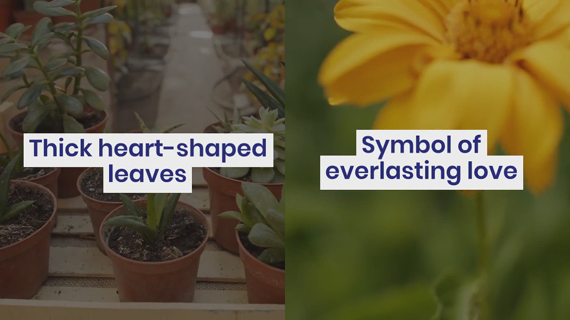 'Video thumbnail for Different Types of Heart Shaped Succulent'