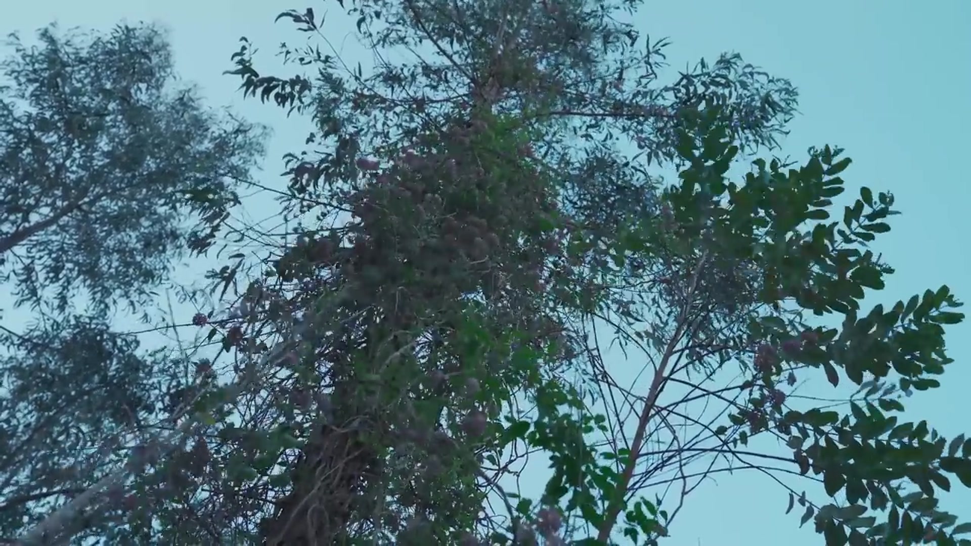 Video thumbnail for 白族人的“东方奶酪”——羊乳饼【滇西小哥】 (720p 25fps)