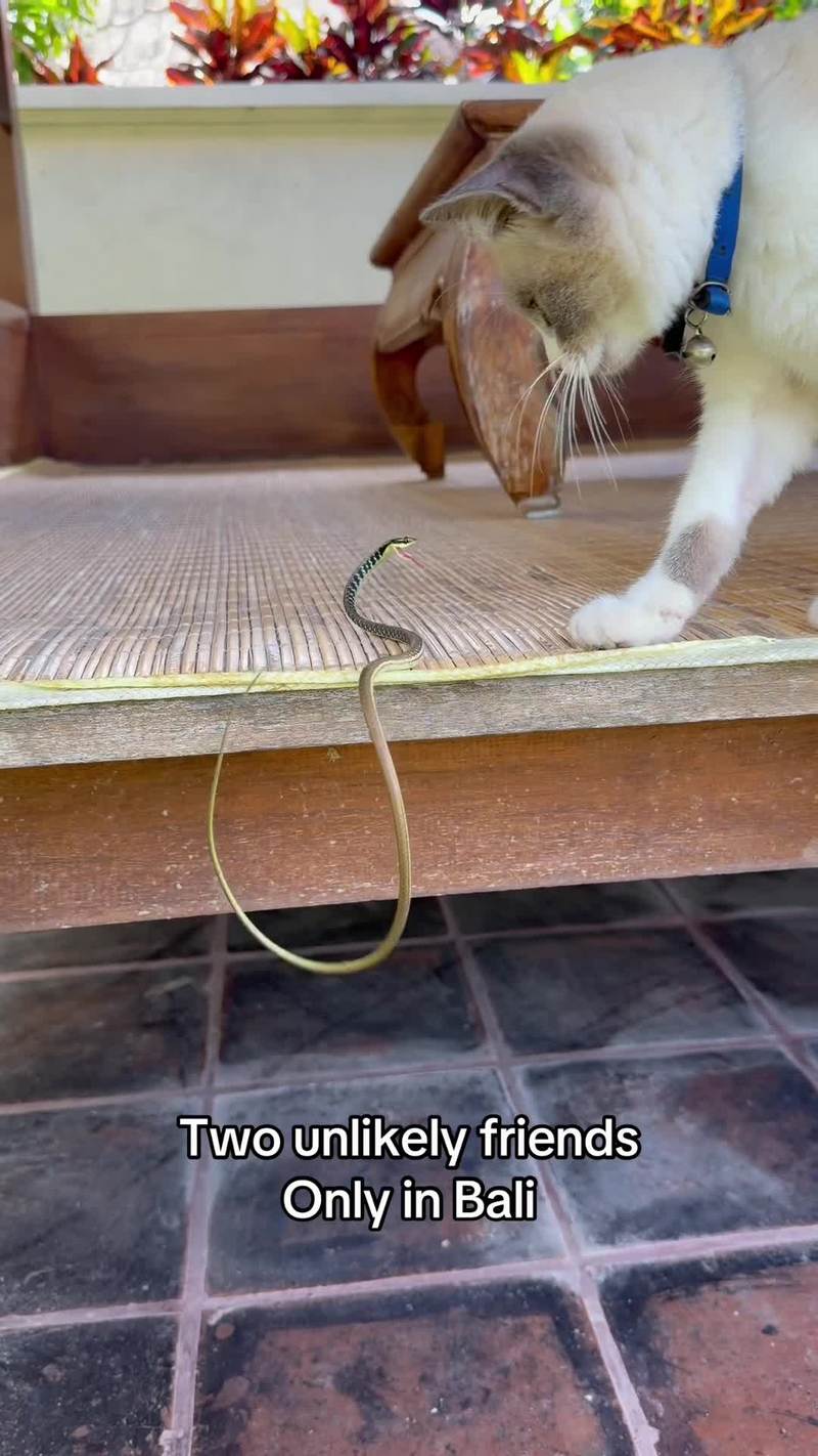 Video thumbnail for Curious Cat Meets Friendly Snake in Bali