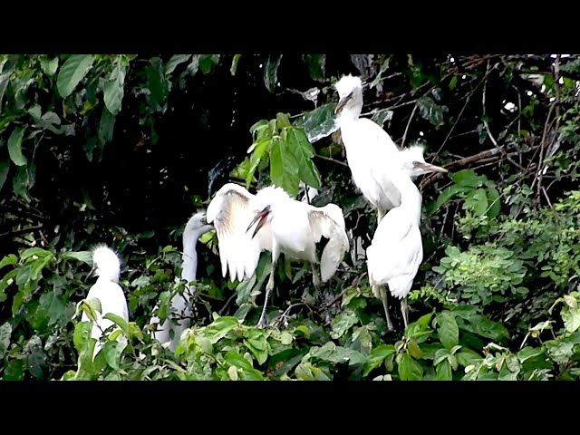 Video thumbnail for កូនកុករៀនហើរ ចេញពីសំបុកវា