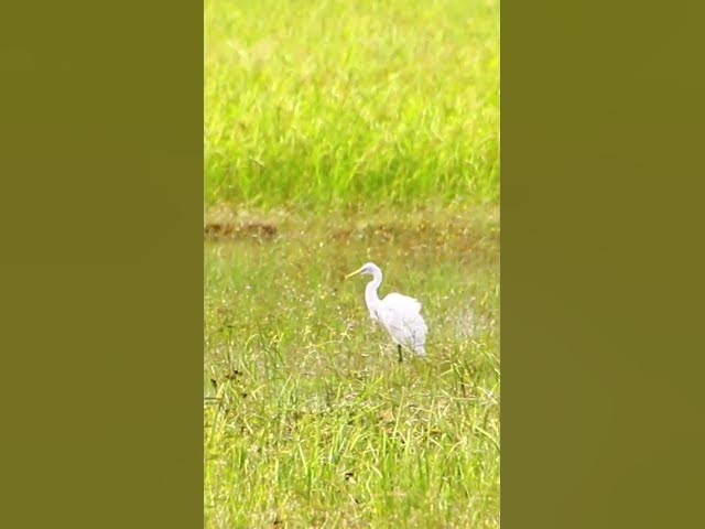 Video thumbnail for White Bird Catch Snail WB 07 #bird #birds #shortbird #viralbirds