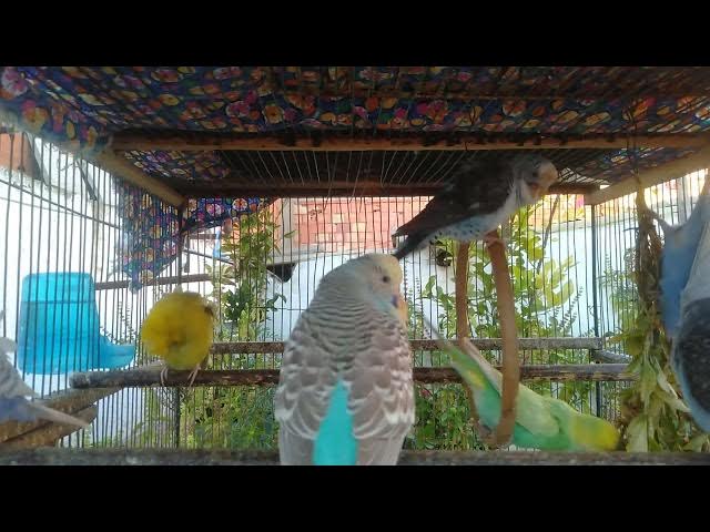 Video thumbnail for Was macht einen Show Wellensittich aus 👑🐤