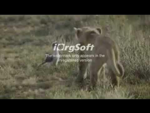 Video thumbnail for Disney Sing Along Songs The Lion King Circle of Life 3