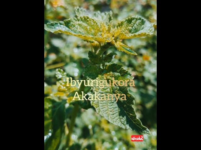 Video thumbnail for Menya kubyo utaruzi kubuzimabwawe🫣🧏#comedyrwanda#rwandanewsongs #rtvnews #B&Bkigali