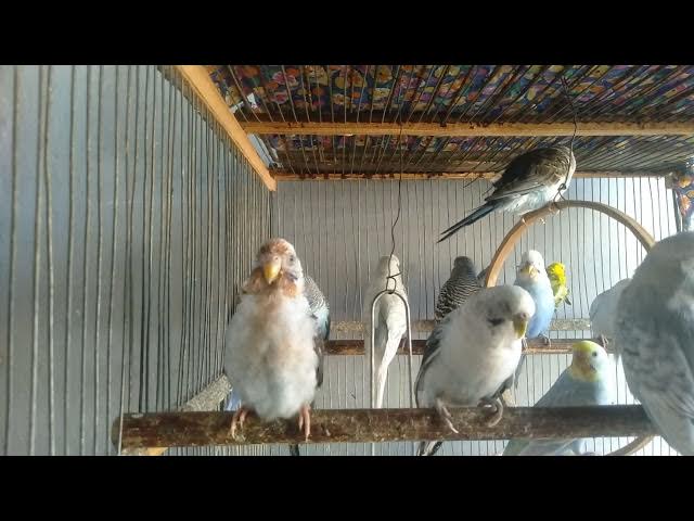 Video thumbnail for Warum sind englische Wellensittiche so riesig 🧐💸