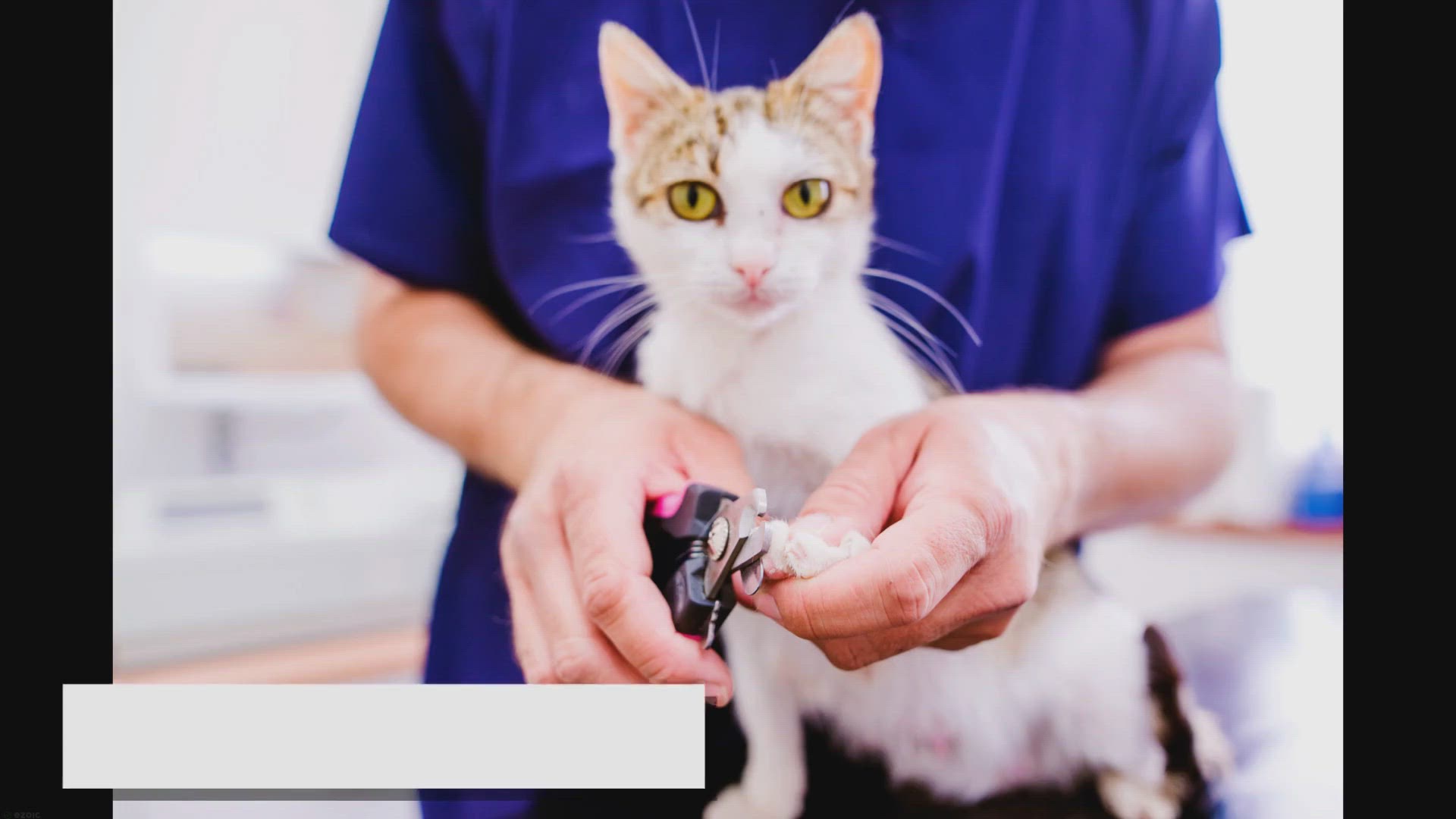 'Video thumbnail for Are Ragdoll Cats Hypoallergenic? Myth Revealed'