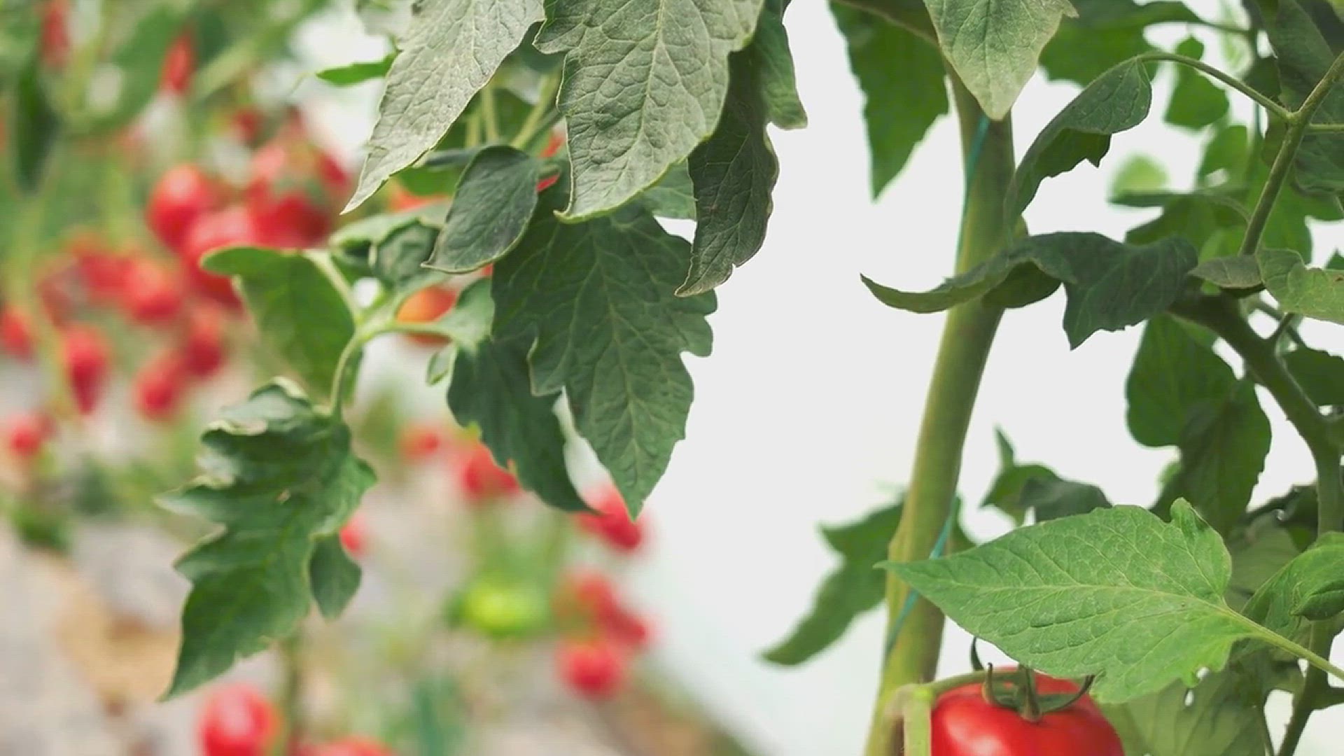 'Video thumbnail for How to Grow Fresh Tomatoes in Your Garden'