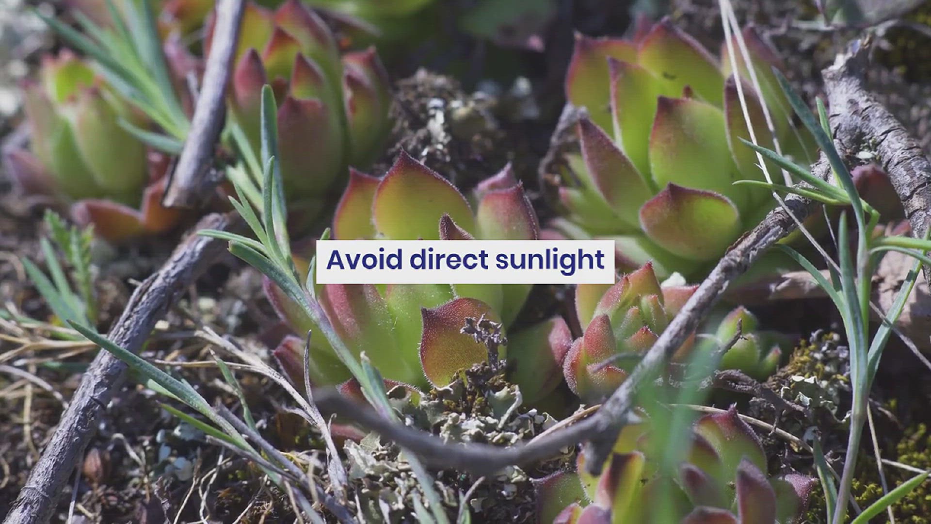 'Video thumbnail for How to Grow Kalanchoe in the House'