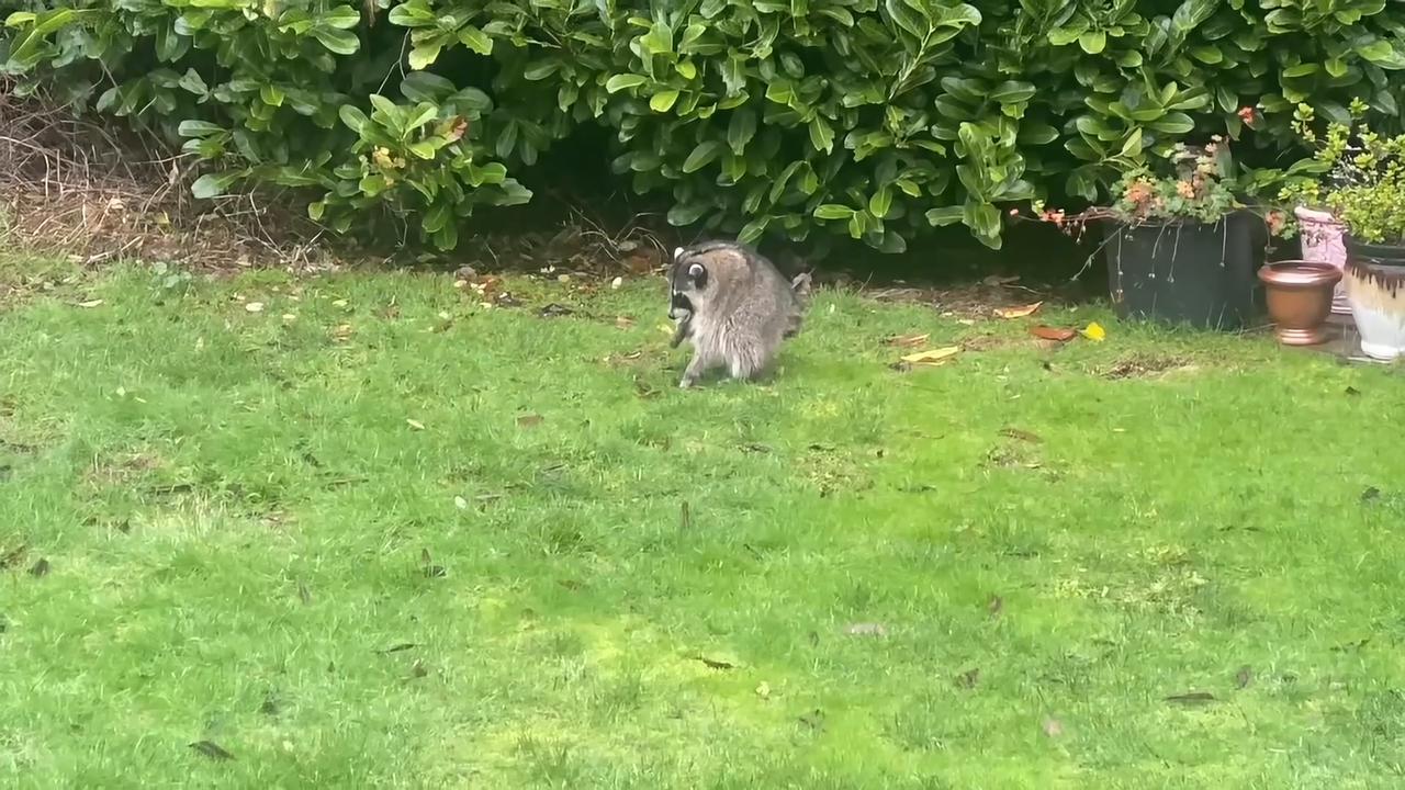 Video thumbnail for Jimothy the Raccoon Caught on Camera Jumping for Joy