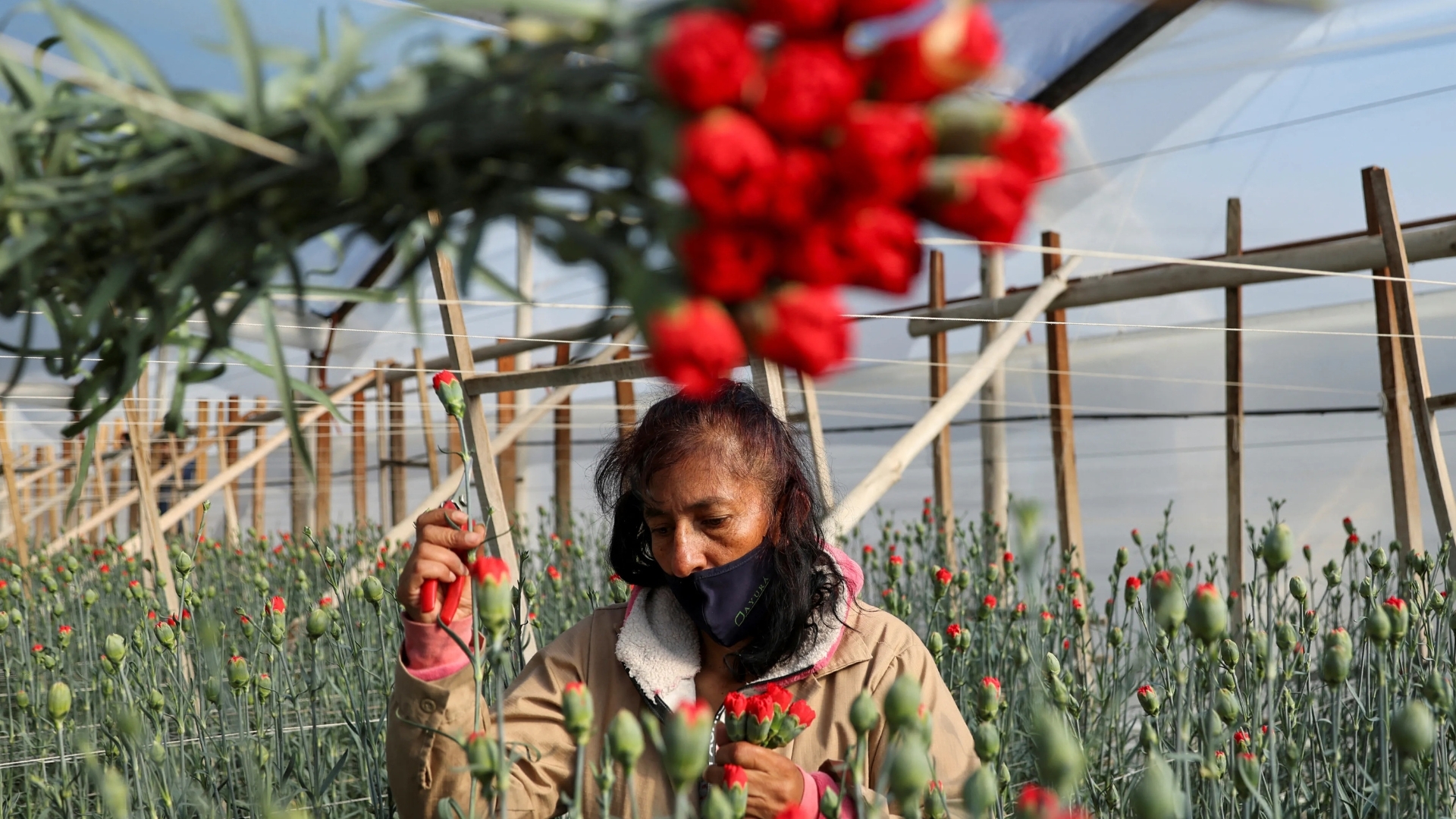 Video thumbnail for US tariffs on Colombian goods : Trump's taxes may cause job cuts in flower industry