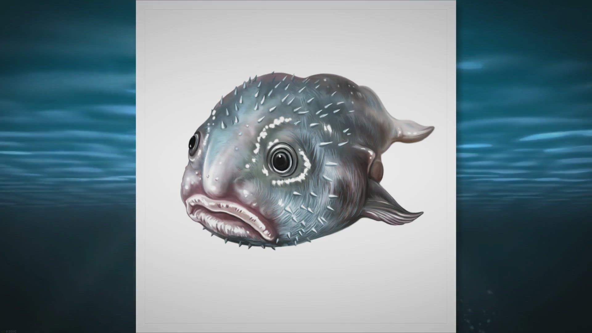 Video thumbnail for All About the Blobfish: The World’s Ugliest Fish
