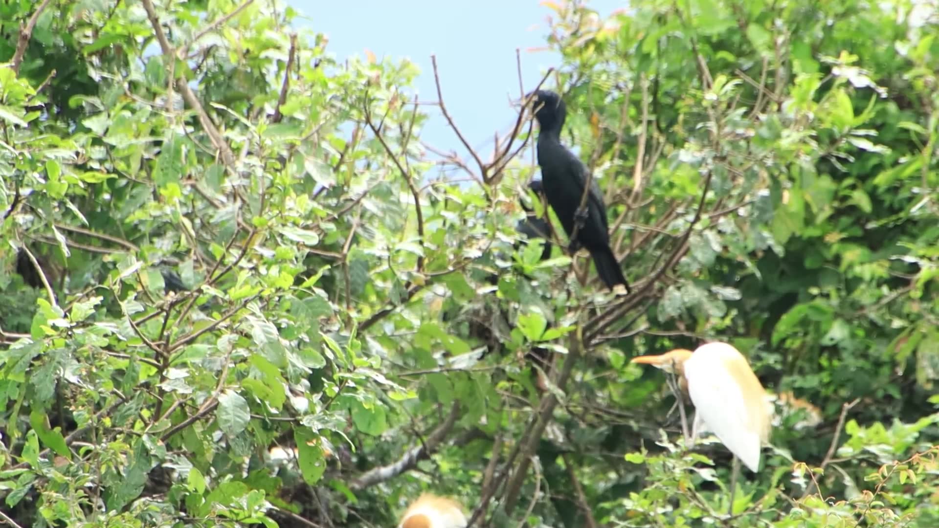 Video thumbnail for The black wild bird on nest
