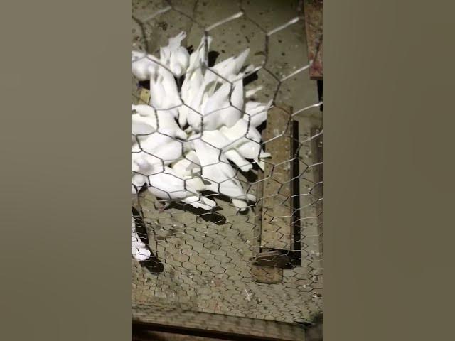 Video thumbnail for December 28, 2023