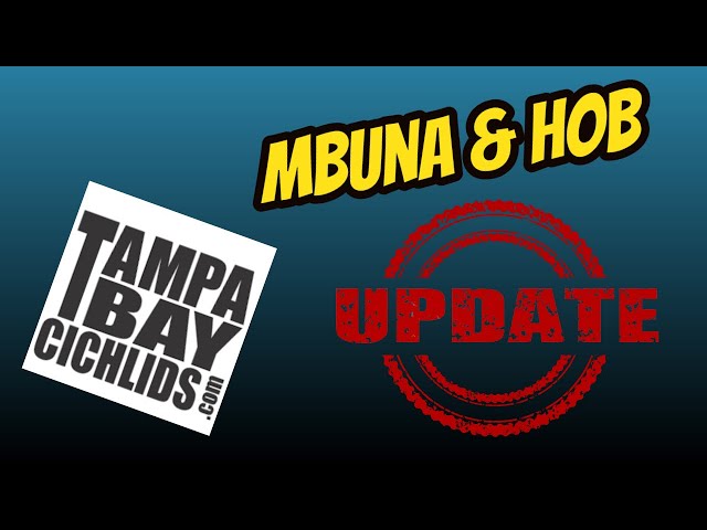 Video thumbnail for Tampa Bay Cichlids and Marineland Penguin 75 Update