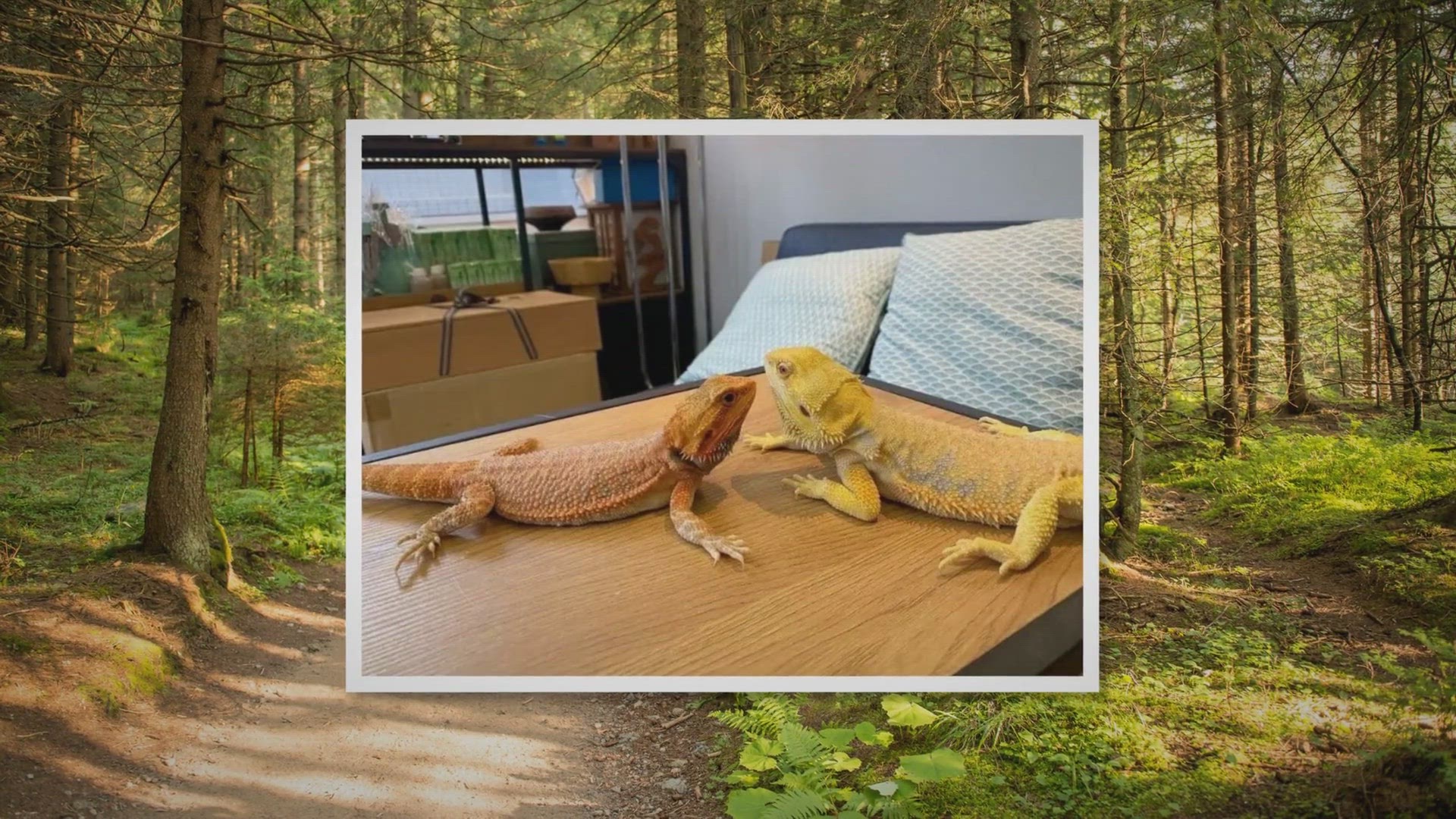 Video thumbnail for Bearded Dragon Noises and What They Mean