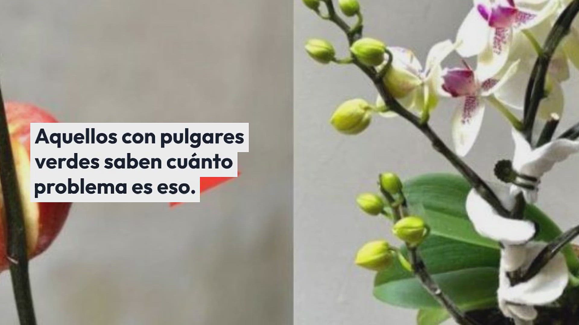 Video thumbnail for Parásitos y pulgones: 10 remedios naturales para ahuyentarlos de forma natural: