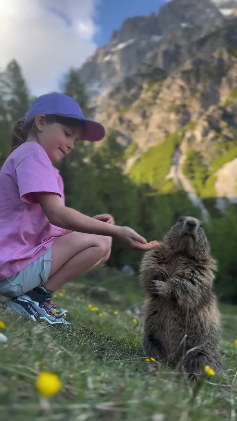 Video thumbnail for Little Girl Feeding a Marmot in an Alpine Meadow