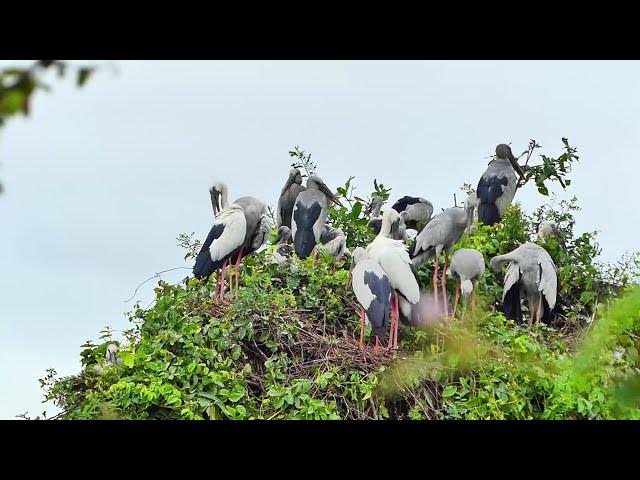 Video thumbnail for Wow Area lake for crane birds made nest alot here Hours #100028