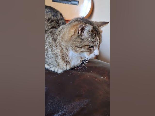 Video thumbnail for Tiggs....over seeing Ghost, and making sure she knows her place....