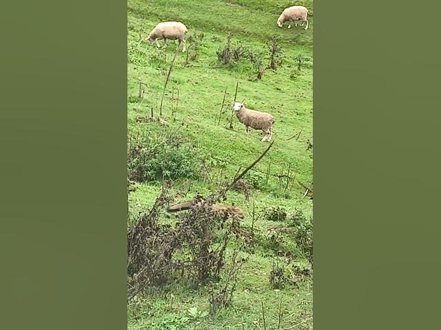 Video thumbnail for π¦&πππ