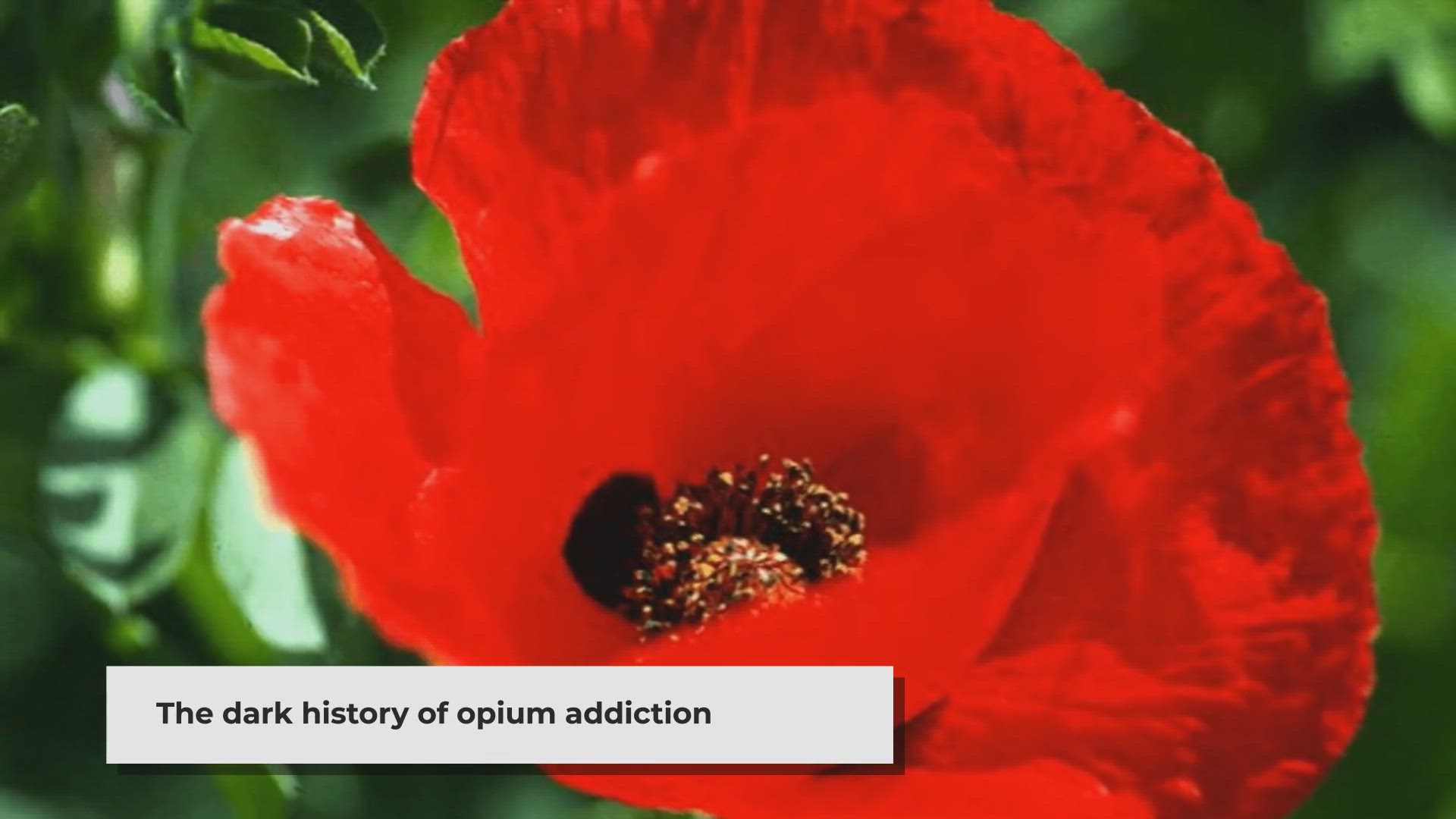 'Video thumbnail for Identifying Opium: Smell, Signs, and Dangers'