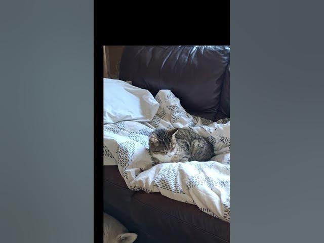 Video thumbnail for When tables are turned....   when Tiggs says know your place Ghost.