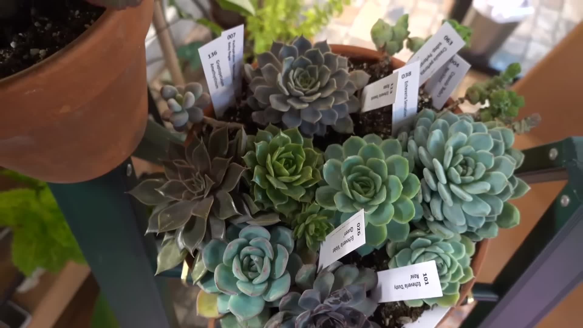 Video thumbnail for Growing Colorful SUCCULENTS INDOORS - How to Propagate Leaves & Beheading Method - Complete Tutorial