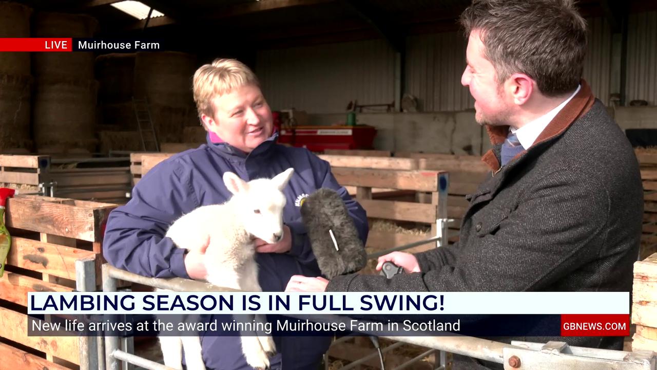 Video thumbnail for Watch adorable moment GB News reporter snuggles up with lamb in a special visit to Scottish farm