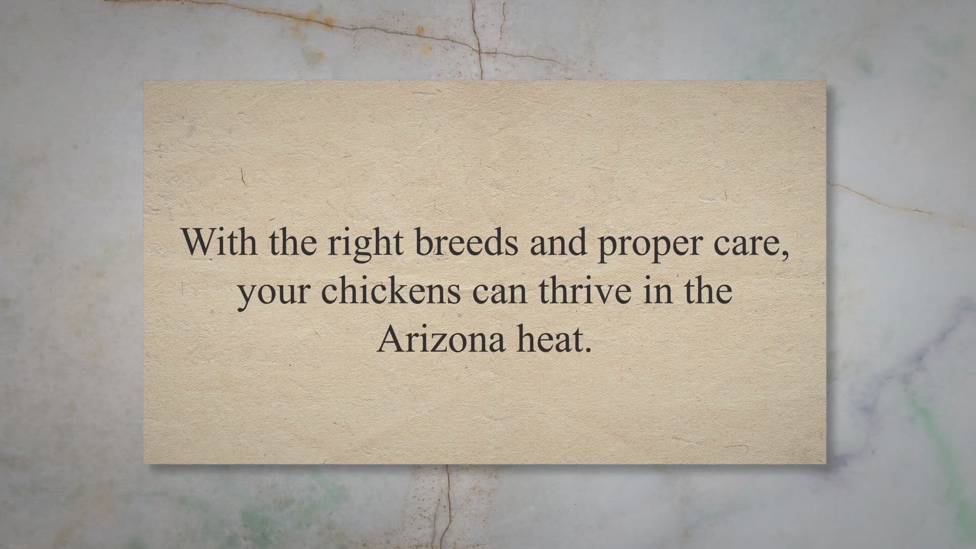 Video thumbnail for The Top 4 Chickens for Surviving (and Thriving) in Arizona’s Heat