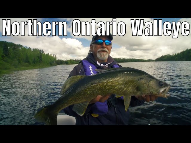 Video thumbnail for Giant Walleye in Northern Ontario | Fish'n Canada