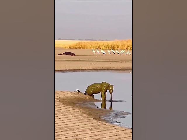 Video thumbnail for lion is bad  #animals #junglelife #foryou #wildlife #wildanimals #lion