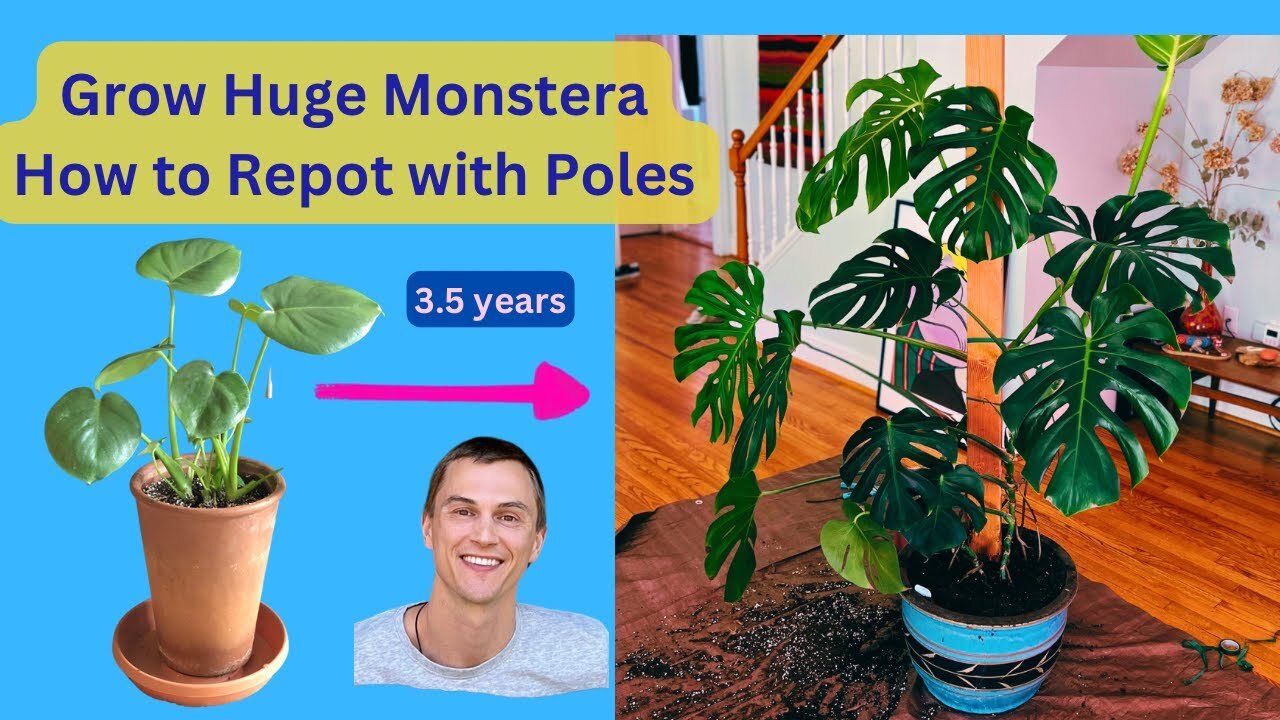 Video thumbnail for MONSTERA deliciosa - Repotting my Huge Plant - Using Moss Poles & Wood Support - Growth Tips