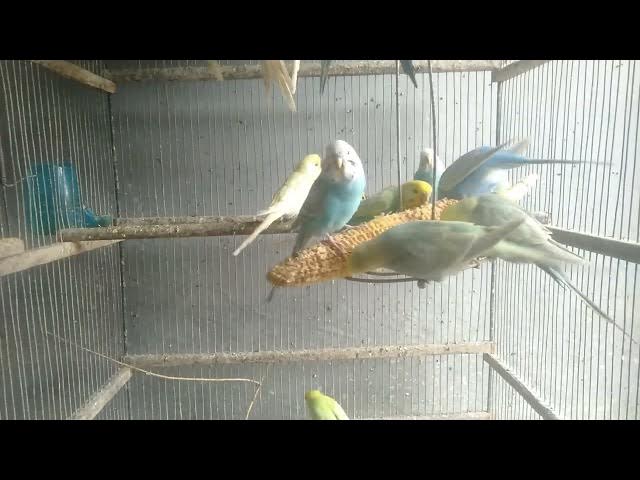 Video thumbnail for 🌸 Rotina calma e harmonia – 12 Minutos #harmonia #periquitosfelizes #pazinterior