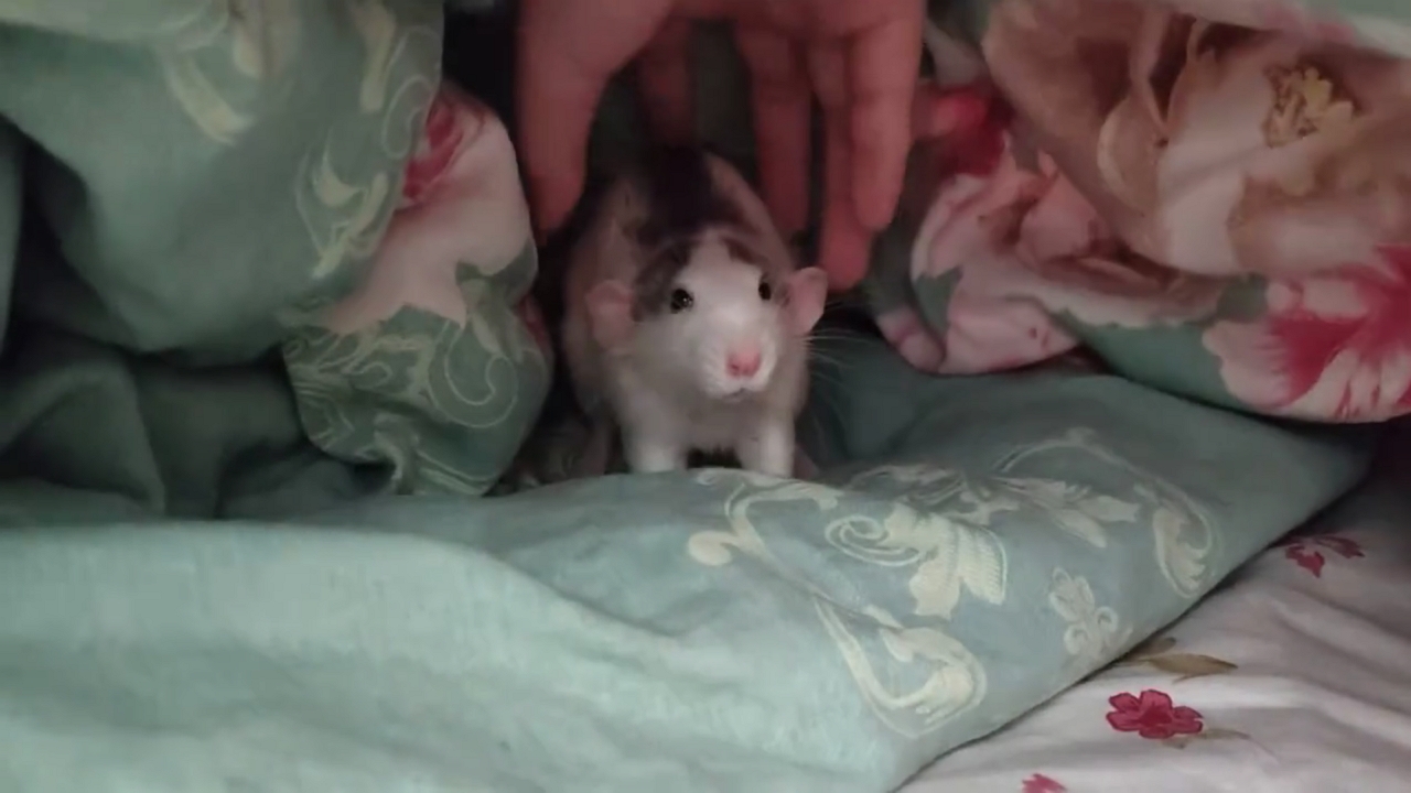 Video thumbnail for Rat Makes Cute Sounds Under Blanket in Heilongjiang