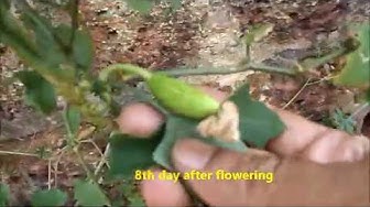 'Video thumbnail for Growing ivy gourd at home/Growing Tendli(tendora) at home/Ivy gourd cultivation/Tondekai farming'