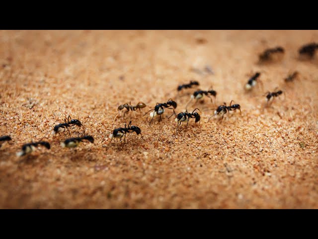 Video thumbnail for Do Ants’ Seed-Processing Behaviors Reflect Divine Wisdom in Creation?