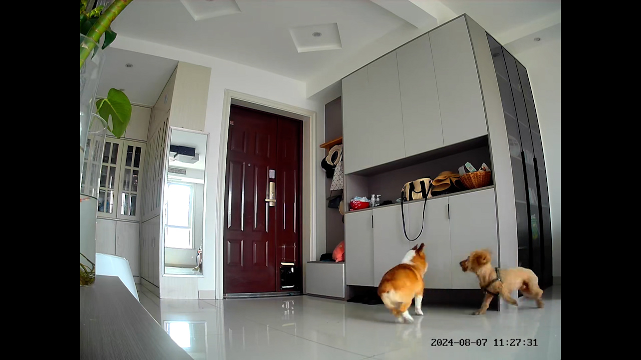 Video thumbnail for Corgi Sniffs Poodle Before Being Chased Out of House