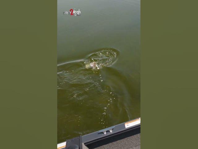 'Video thumbnail for Big Crappie INHALES Small Jerkbait'